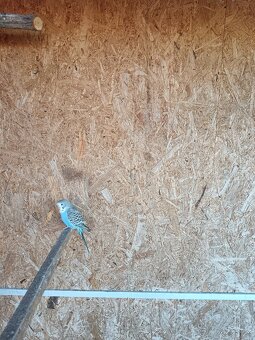 Andulka vlnková - 3