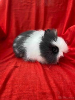 ZAKRSLÝ TEDDY KRÁLÍČEK - KRÁLÍČCI - 3