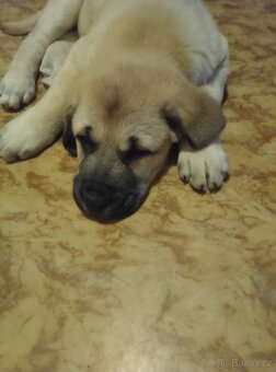 Prodám Cane Corso 3 měs očkování odčervení - 3