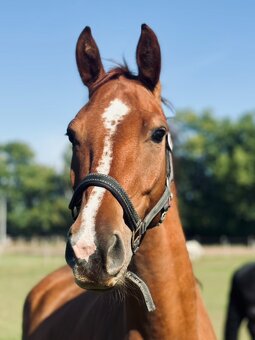 Valach po Aristo Z - 3