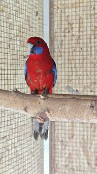 Rosela Penant r. 2025 - 3