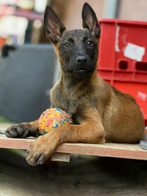 Belgický ovčák malinois, štěňata s pp, fenky - 3