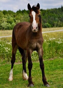 Klisna Welsh Cob 1 rok - plavka - 3