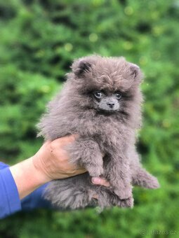Pomeranian s pp - 3