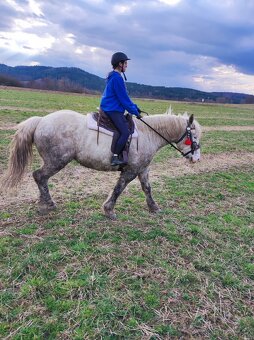 Percheron - 3