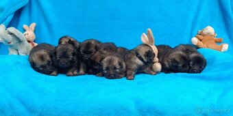 Německý špic vlčí / keeshond prodám štěňata s PP - 3