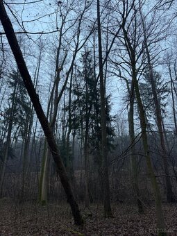 Prodám pozemky v k.ú. Polánky nad Dědinou Třebechovice pod O - 3