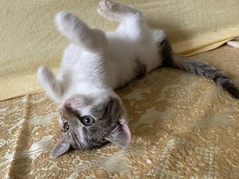 Daruji kotě nalezené v lese - 3