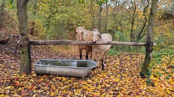 Prodám březí kobylku qh My Chex Roayal Lady - 3