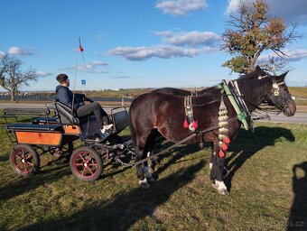 Česky teplokrevnik - 3