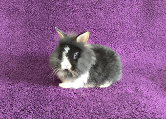 Zakrslý králík lvíček - 3