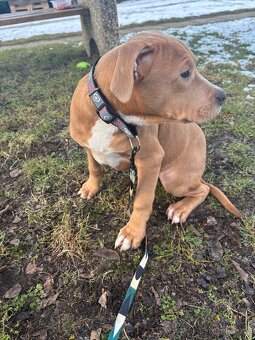 Americký stafordsirsky terier, Stafford, amstaf - 3