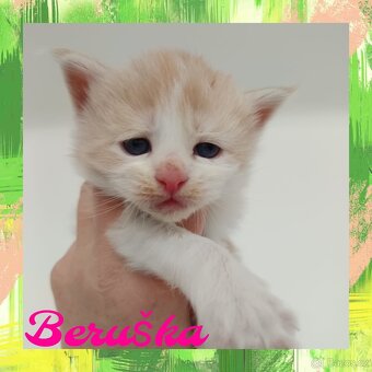 Mainská Mývalí bez PP - 3