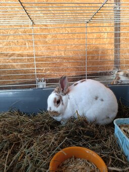 Králíček - samička 2 roky - 3