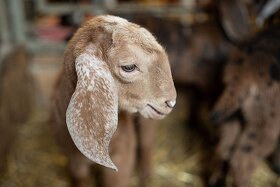 Anglonubijská koza s POP – vymazlená kůzlátka i na chov - 3
