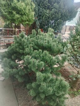 Borovice Kleč 1,5 x 2m ( Pinus Mugo ) - 3