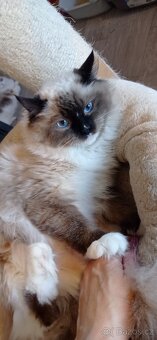 Ragdoll s PP - 3