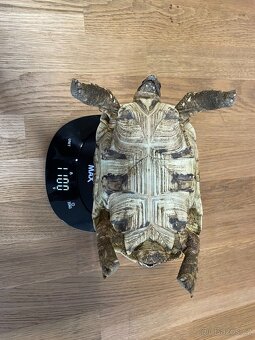 Prodám želvy pardálí, želva pardálí - 3