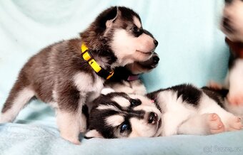 Sibiřský husky štěňata - 3