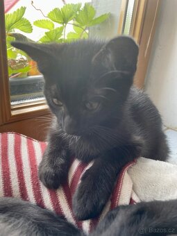 Jsme tři malí kočičí kluci, experti na mazlení 🐾🐈⬛ - 3