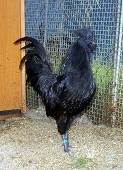 Ayam Cemani - 3