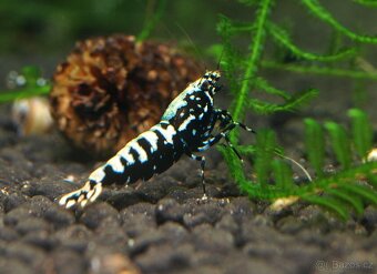 Krevetky Caridina různé druhy - 3