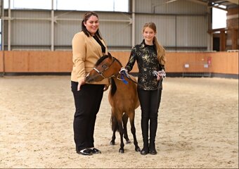 Minihorse klisna - 3