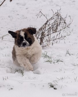 Moskevský strážní pes s PP FCI. - 3