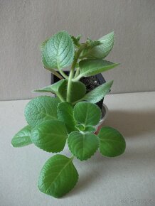 Netřesky +  rýmovník - 3