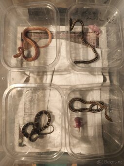 Užovka červená letošní mláďata - 3