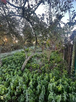 Pronajem zahrady UH - 3