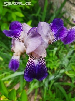 TRVALKY - mladé rostlinky - 3