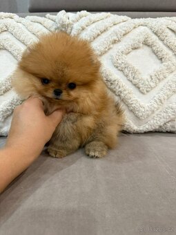 Pomeranian Mini - 3