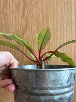 Madagaskarský klenot - 3