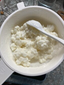 Kombucha TIBI Tibetská houba GPB zázvorové pivo kvásek - 3