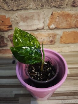 Aglaonema "tricolor" baby - 3