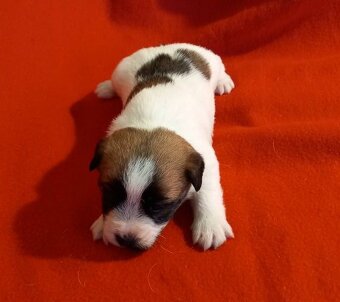 Jack russel terier - 3