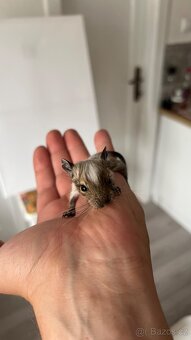 Osmák degu - 3