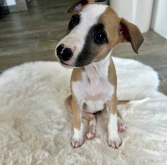 Vipet/ whippet štěňátka - 3