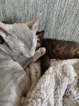 Cornish rex koťátko - 3
