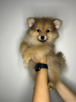 Štěňátka pomeranian bez PP - 3