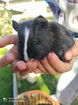 Malá morčátka (samci) - 3