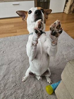 Jack Russel Teriér (JRT) Krytí - 3