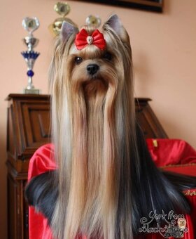 Jorkšírský teriér s PP - 3