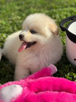 Pomsky / Pomeranian / Husky - 3