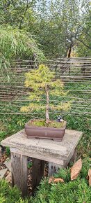 bonsai, bonsaj Modřín - 3