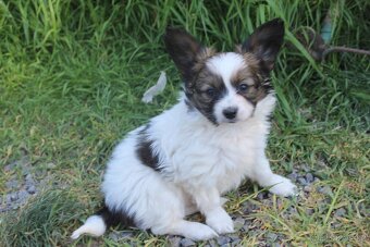 Papillon pejsek s PP - 3