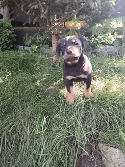 Steně RTW x Ridgeback - poslední volný pes. K ODBĚRU - 3