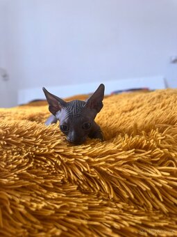 Kanadský Sphynx s průkazem původu - 3