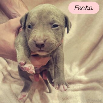 American Bully XL štěňata PP - 3